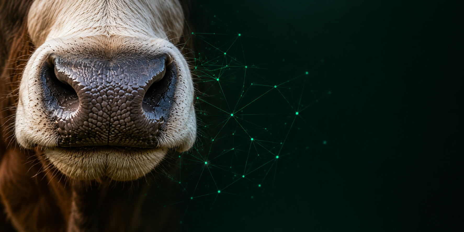 Digital cattle nose recognition